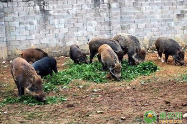 野猪养殖管理技术-图片版权归惠农网所有
