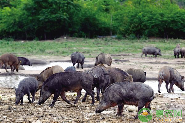 野猪如何养殖？野猪的致富养殖技术-图片版权归惠农网所有