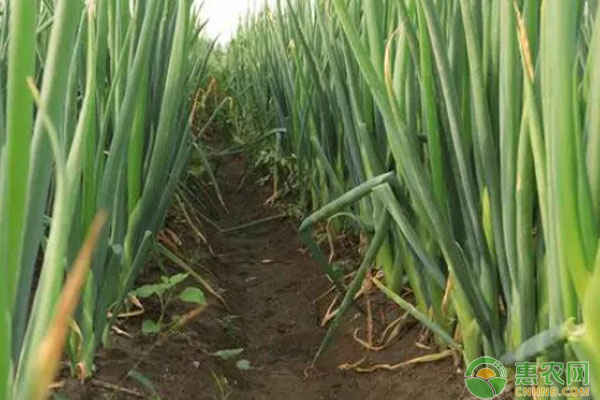 大葱栽培技术和大葱栽培时间-图片版权归惠农网所有