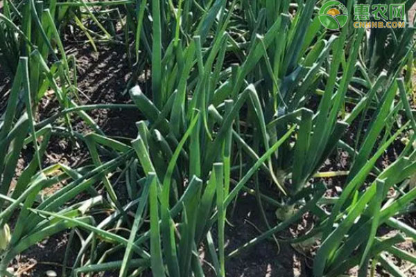 大葱栽培技术和大葱栽培时间-图片版权归惠农网所有
