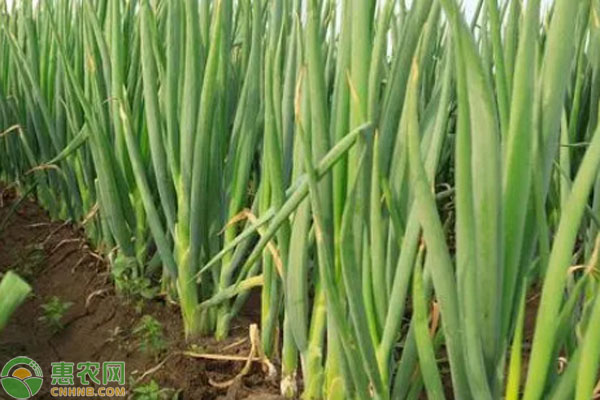 大葱栽培技术和大葱栽培时间-图片版权归惠农网所有