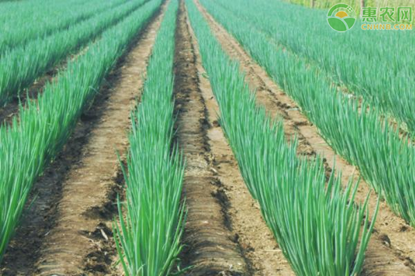 大葱怎么育苗？-图片版权归惠农网所有