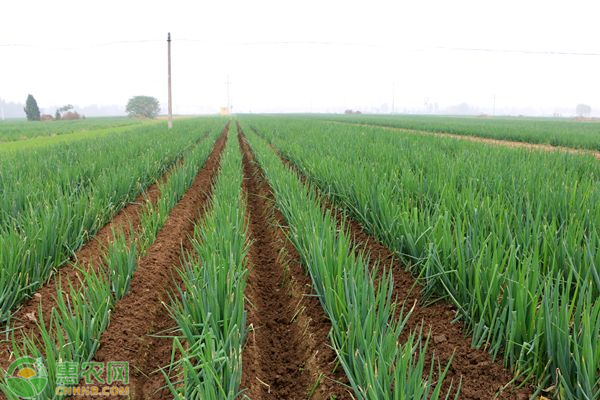 大葱怎么育苗？-图片版权归惠农网所有