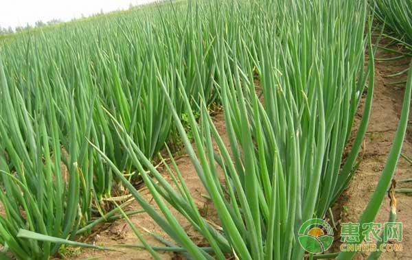 大葱怎么种植?大葱优质高产栽培技术 大葱怎么种植?大葱优质高产栽培技术-图片版权归惠农网所有