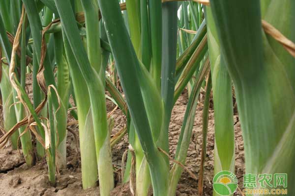 大葱怎么种植?大葱优质高产栽培技术 大葱怎么种植?大葱优质高产栽培技术-图片版权归惠农网所有