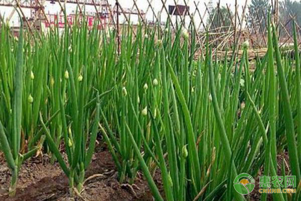 春播大葱的高产种植技术要点-图片版权归惠农网所有