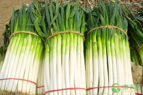 春播大葱的高产种植技术要点-图片版权归惠农网所有