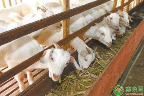 羊拉稀用什么药好？羊拉稀的原因及防治-图片版权归惠农网所有