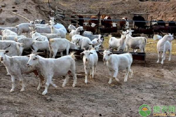 羊拉稀用什么药好？羊拉稀的原因及防治-图片版权归惠农网所有