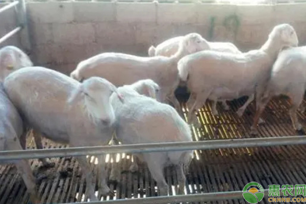 养羊是买怀孕的母羊好还是没怀孕的母羊好？-图片版权归惠农网所有
