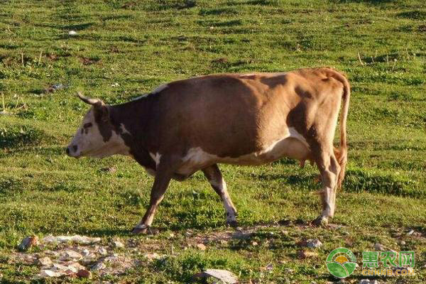牛炭疽病的症状及防治措施-图片版权归惠农网所有