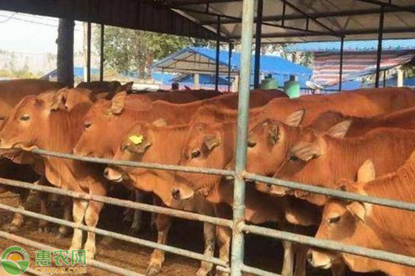 新生牛犊体温低是什么原因导致的？该怎么办？-图片版权归惠农网所有