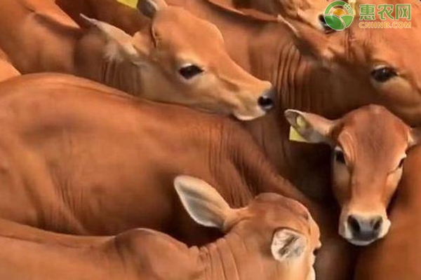 新生牛犊体温低是什么原因导致的？该怎么办？-图片版权归惠农网所有