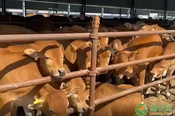 新生牛犊体温低是什么原因导致的？该怎么办？-图片版权归惠农网所有