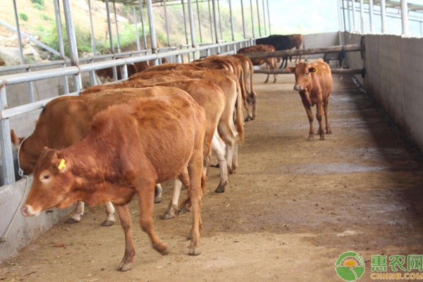 牛关节发炎是什么原因？如何治疗？-图片版权归惠农网所有