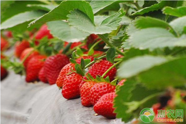 日光温室碱性土壤草莓栽培技术-图片版权归惠农网所有
