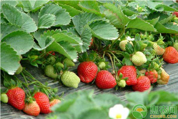 日光温室碱性土壤草莓栽培技术-图片版权归惠农网所有