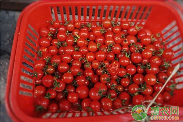 温室番茄现代化栽培技术要点-图片版权归惠农网所有