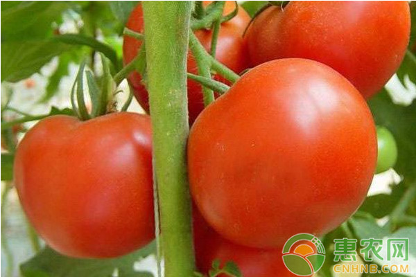 温室番茄现代化栽培技术要点-图片版权归惠农网所有