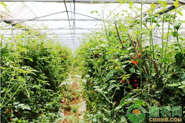 温室番茄现代化栽培技术要点-图片版权归惠农网所有