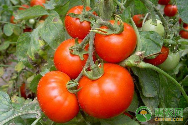 番茄种植:温室栽培标准准则-图片版权归惠农网所有