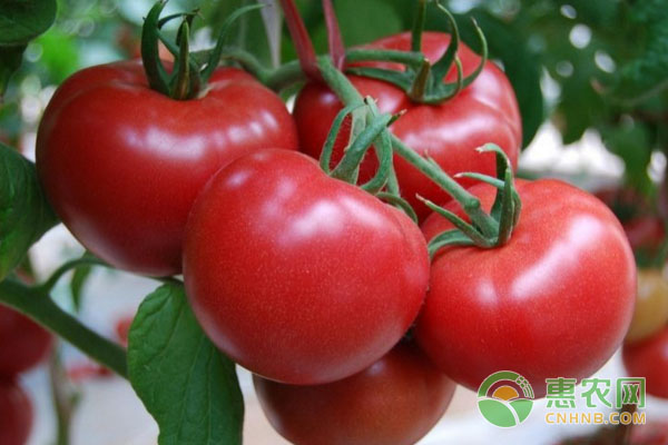 番茄种植:温室栽培标准准则-图片版权归惠农网所有