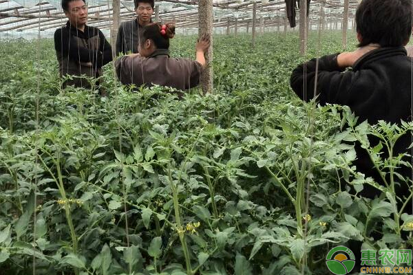 温室西红柿怎么栽培？温室西红柿现代化栽培技术-图片版权归惠农网所有