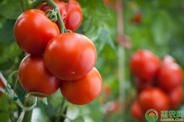 温室西红柿怎么栽培？温室西红柿现代化栽培技术-图片版权归惠农网所有