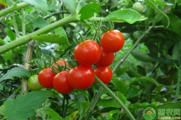 温室西红柿怎么栽培？温室西红柿现代化栽培技术-图片版权归惠农网所有
