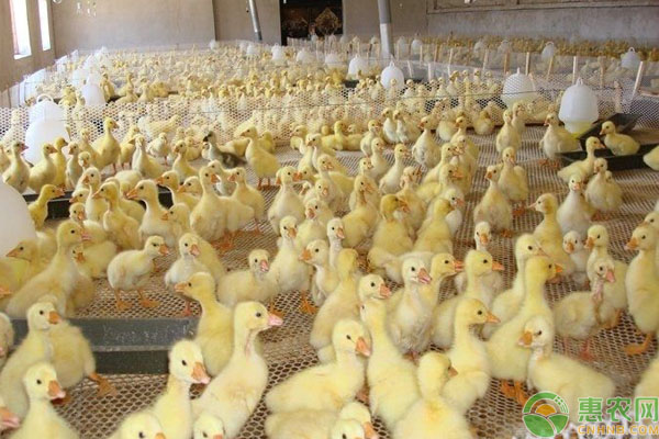 养鸭方法：网床养鸭技术要点-图片版权归惠农网所有
