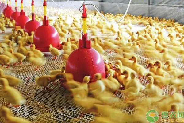 养鸭方法：网床养鸭技术要点-图片版权归惠农网所有