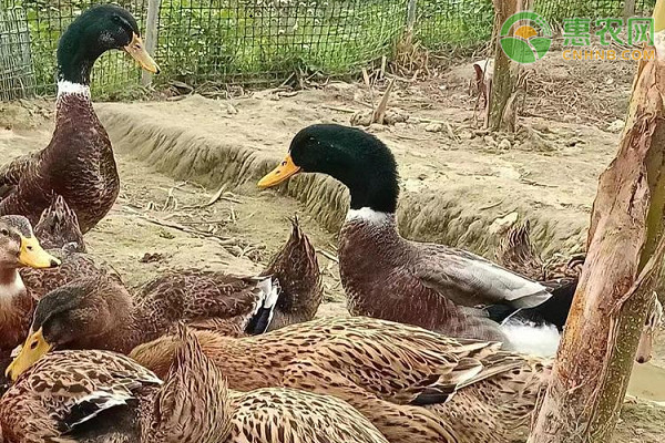 养鸭的方法和技巧-图片版权归惠农网所有