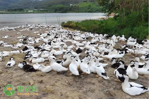 养鸭的方法和技巧-图片版权归惠农网所有