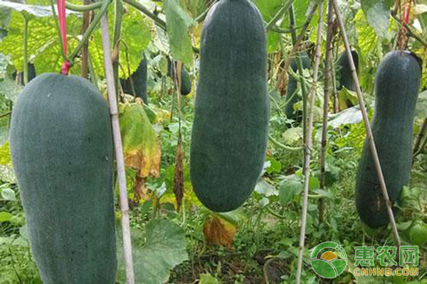 冬瓜种植高产技术-图片版权归惠农网所有