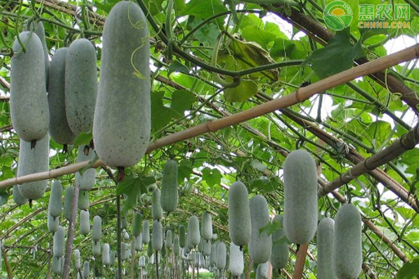 冬瓜的栽培时间-图片版权归惠农网所有