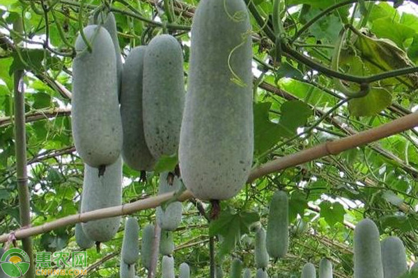 冬瓜的栽培时间-图片版权归惠农网所有