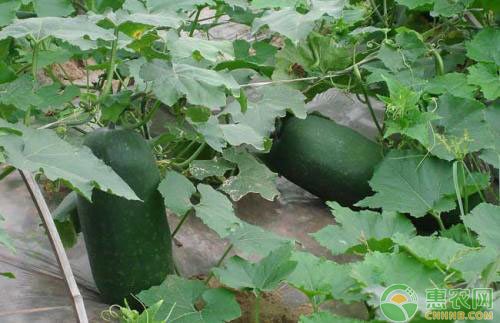 冬瓜怎么种？冬瓜栽种技巧及日常养护-图片版权归惠农网所有