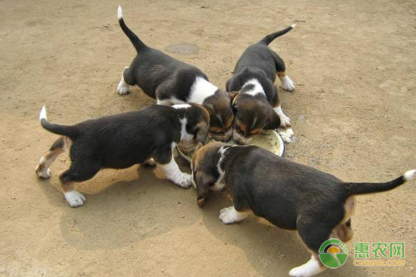 肉狗的养殖技术，养肉狗要注意哪些问题？-图片版权归惠农网所有