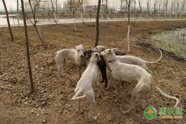 肉狗的养殖技术，养肉狗要注意哪些问题？-图片版权归惠农网所有