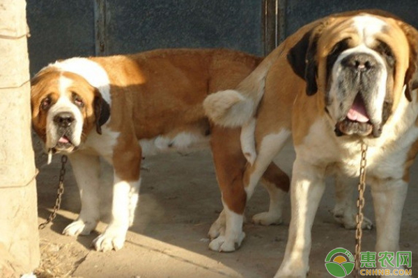 肉狗养殖技术方法以及管理要点-图片版权归惠农网所有