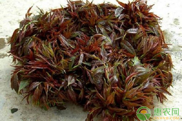 如何培育香椿壮苗？日光温室香椿高密度假植栽培技术-图片版权归惠农网所有