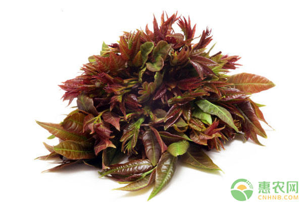 如何培育香椿壮苗？日光温室香椿高密度假植栽培技术-图片版权归惠农网所有