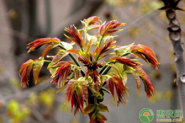 如何培育香椿壮苗？日光温室香椿高密度假植栽培技术-图片版权归惠农网所有