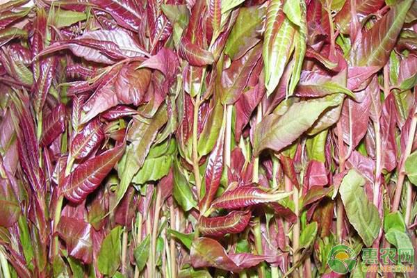 香椿什么时候播种？香椿高产种植管理技术-图片版权归惠农网所有