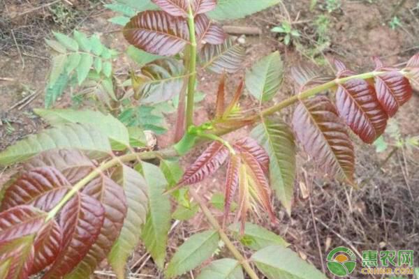 香椿什么时候播种？香椿高产种植管理技术-图片版权归惠农网所有