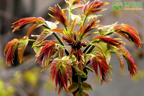 香椿高产种植技术-图片版权归惠农网所有