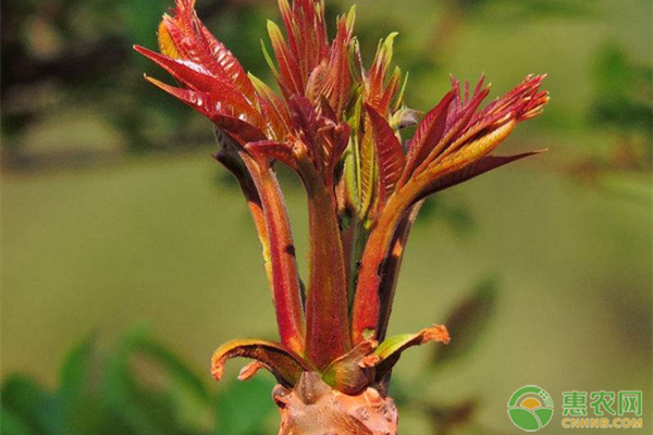 香椿高产种植技术-图片版权归惠农网所有
