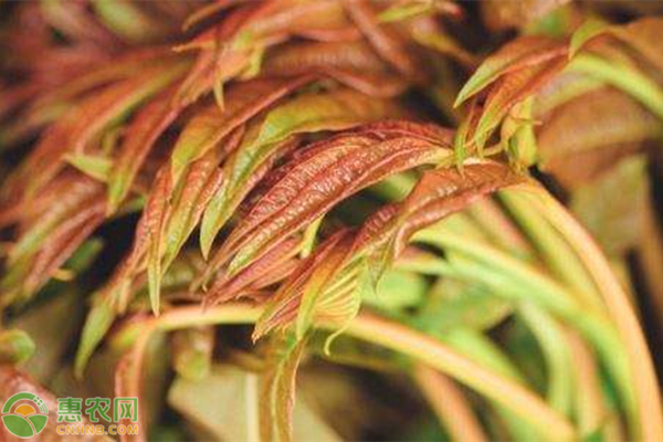 香椿高产种植技术-图片版权归惠农网所有