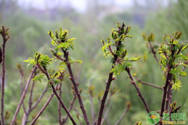 香椿树的种植方法-图片版权归惠农网所有