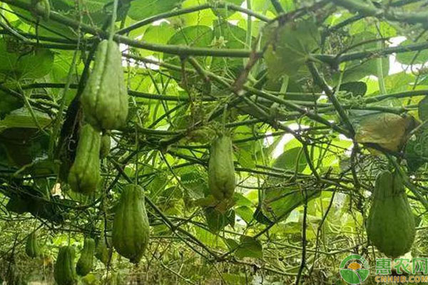 佛手瓜什么时间种合适？-图片版权归惠农网所有